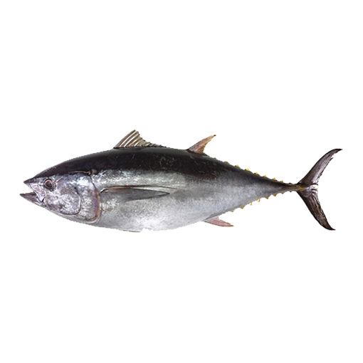 Picture of Tuna - 1 kg